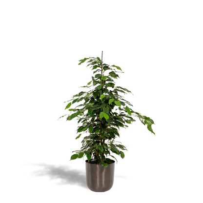 Ficus benjamina Danielle – Pflegeleichte Zimmerpflanze Ø21cm