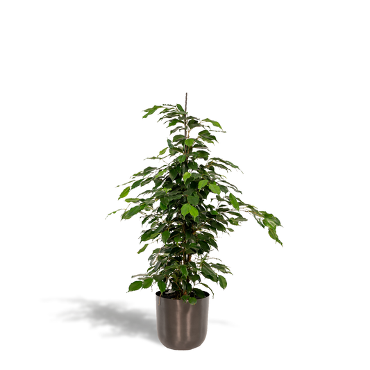 Ficus benjamina Danielle – Pflegeleichte Zimmerpflanze Ø21cm