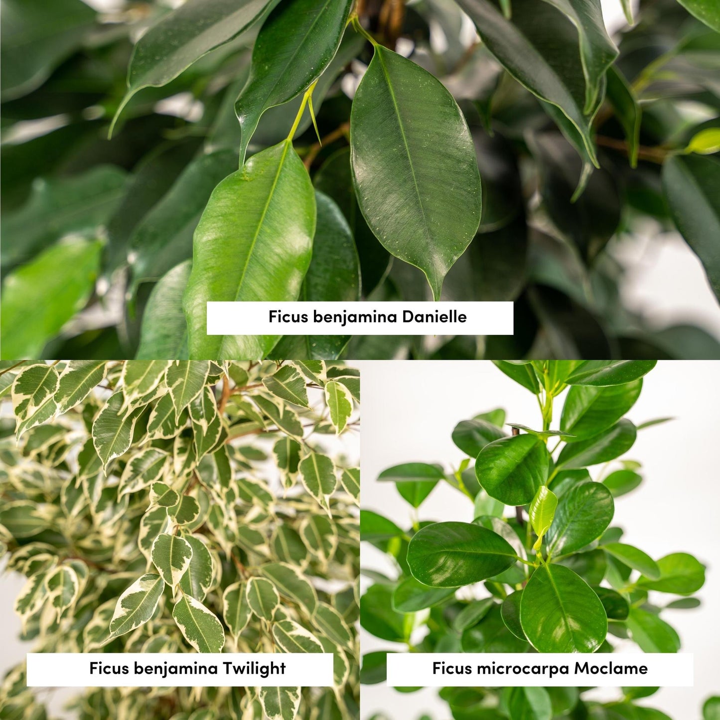 Ficus Trio im Korb – Benjamina & Microcarpa Ø21cm, ca. 95cm