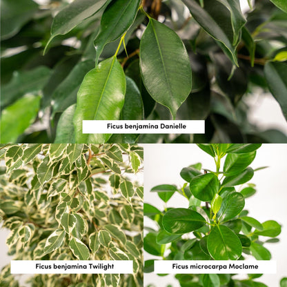 Ficus Trio im Korb – Benjamina & Microcarpa Ø21cm, ca. 95cm