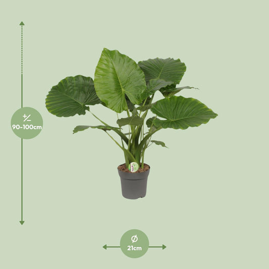 Alocasia Gageana 'California' – 80cm Elefantenohr Zimmerpflanze