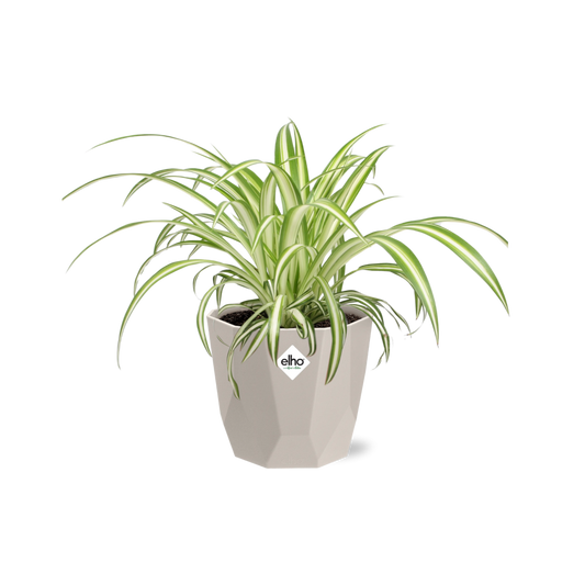 Chlorophytum Comosum Variegatum – Spinnenpflanze 14 cm Topf