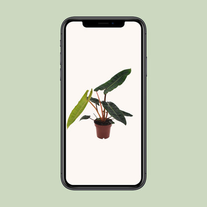 Philodendron Billietiae – Pflegeleichte Zimmerpflanze Ø12cm