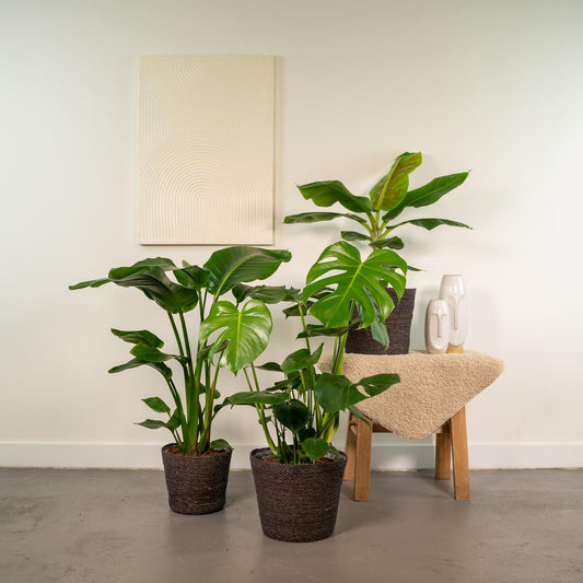 Tropisches Zimmerpflanzen-Set: Monstera, Banane & Strelitzie