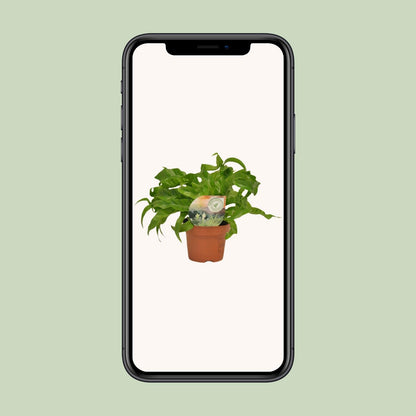 Asplenium Hurricane – Pflegeleichter Nierenfarn Ø12cm, 30cm hoch