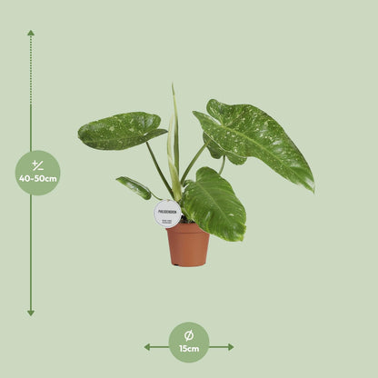 Philodendron Jose Buono – Pflegeleichte Zimmerpflanze Ø15cm