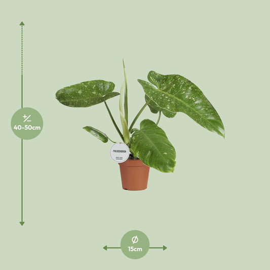 Philodendron Jose Buono – Pflegeleichte Zimmerpflanze Ø15cm