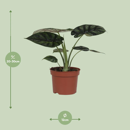 Alocasia Dragon Scale – Pflegeleichte Zimmerpflanze Ø17cm