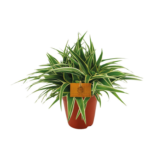 Chlorophytum Ocean – Pflegeleichte Zimmerpflanze Ø15cm