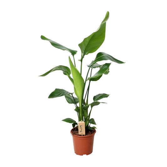 Strelitzia Nicolai – Bird of Paradise Ø19cm, 90cm hoch