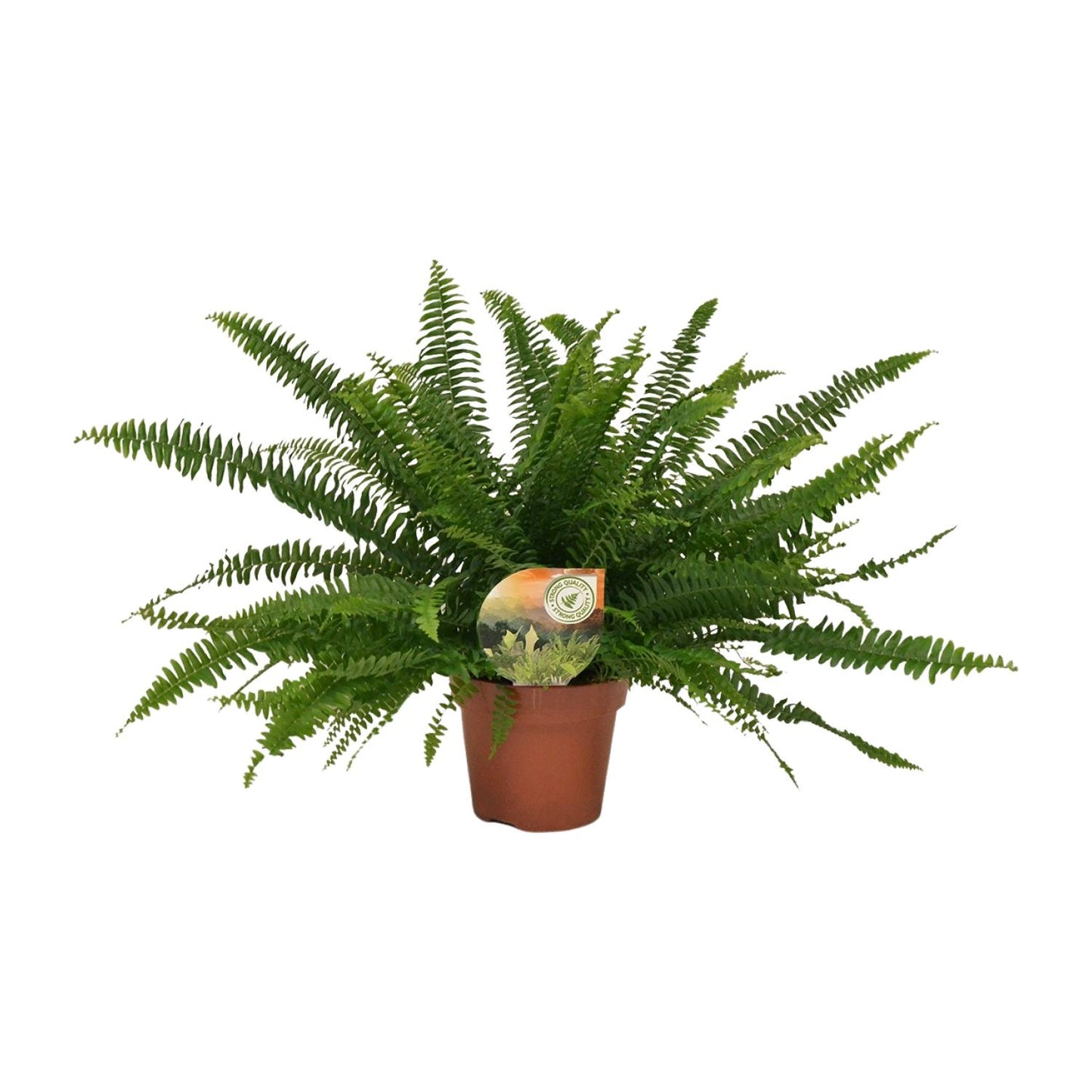 Nephrolepis Green Lady – Pflegeleichter Boston-Farn Ø17 cm