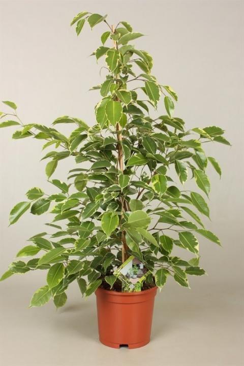 Ficus Goldenking – Pflegeleichter Zimmerbaum Ø17cm
