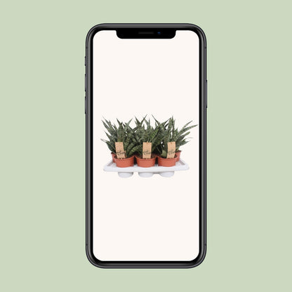 Sansevieria Diamond Green – Pflegeleichte Zimmerpflanze Ø14cm