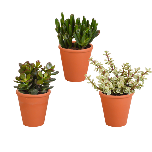 Crassula-Mix 3er Set im Terrakotta-Topf