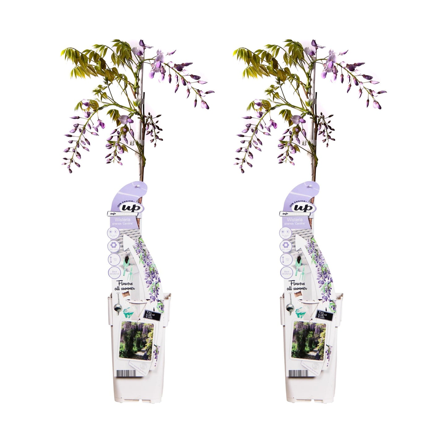 2x Wisteria sinensis 'Caroline' – Blühende Kletterpflanze Ø15cm