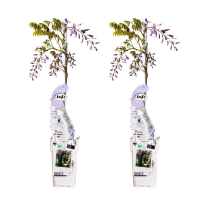 2x Wisteria sinensis 'Caroline' – Blühende Kletterpflanze Ø15cm