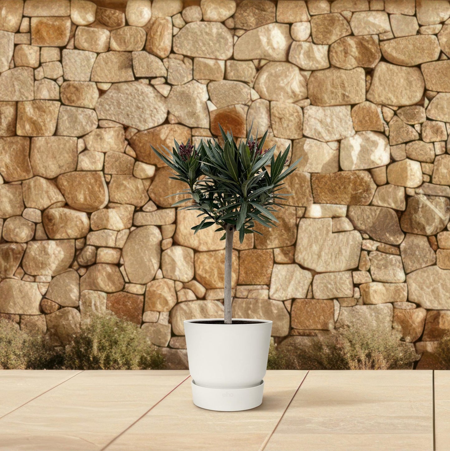 Nerium Oleander op Stam mit rosa Blüte – 90 cm