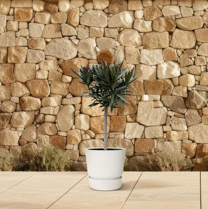 Nerium Oleander op Stam mit rosa Blüte – 90 cm