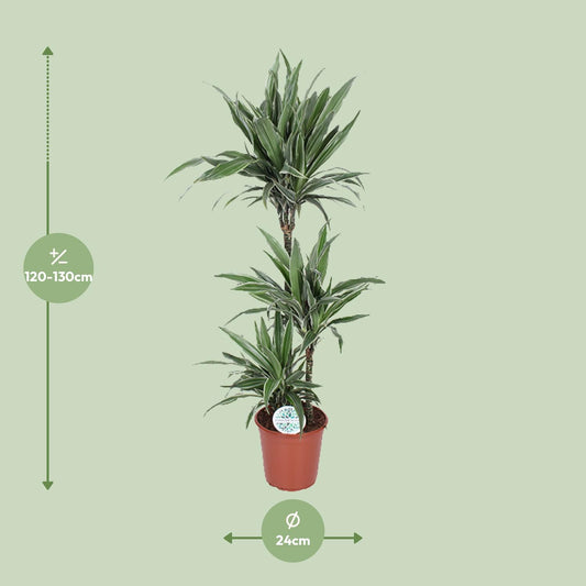 Dracaena Warneckei – Eleganter Drachenbaum Ø24cm, 125cm hoch