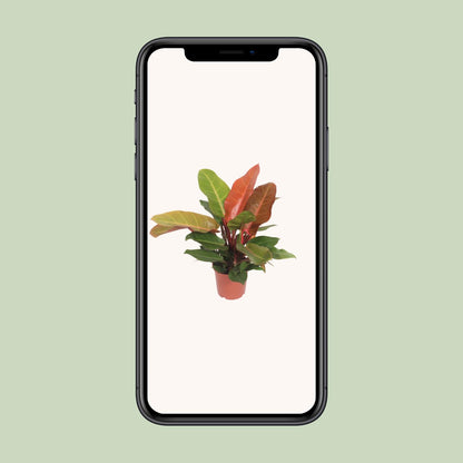 Philodendron Prince of Orange Ø17cm – pflegeleichte Zimmerpflanze