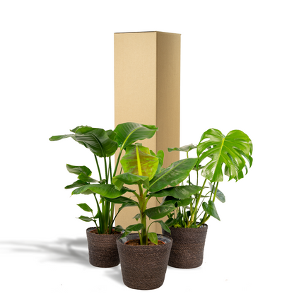 Tropisches Zimmerpflanzen-Set mit Korb Ø19-21cm