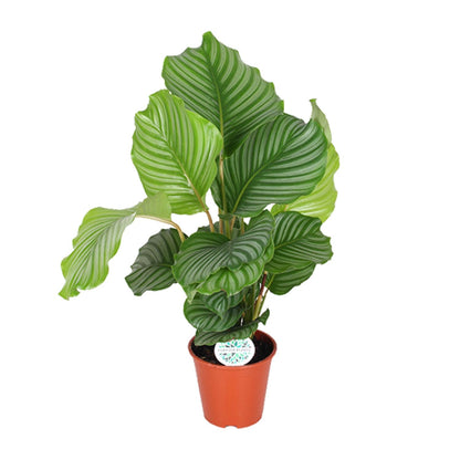 Calathea Orbifolia – Exotische Zimmerpflanze Ø17cm
