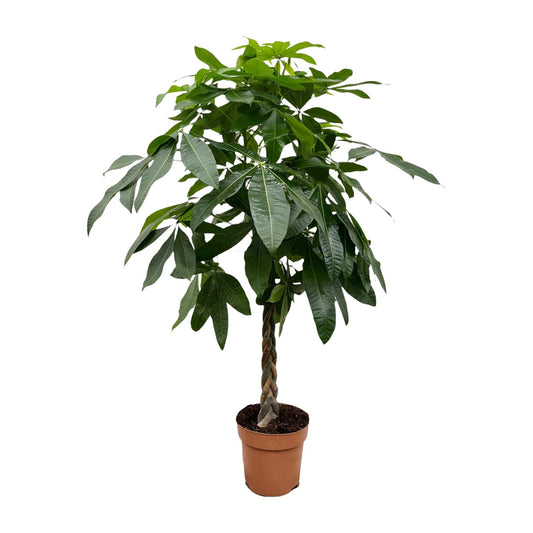 Pachira Aquatica (Geldbaum) – 170 cm, ø27 cm, pflegeleicht