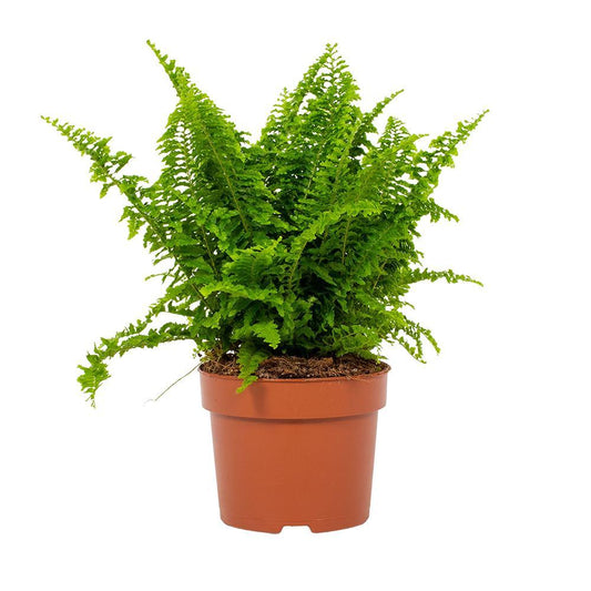 Bostonfarn Nephrolepis exaltata Ø12cm – pflegeleicht & luftreinigend