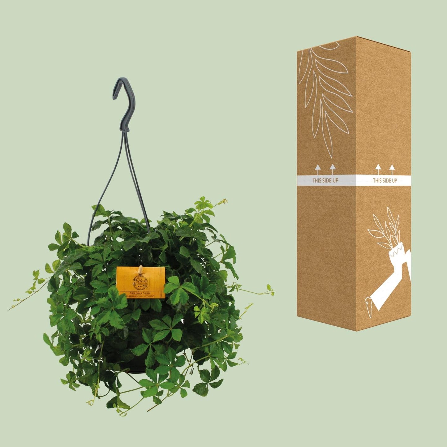 Parthenocissus Striata Ø15cm – Pflegeleichte Hängepflanze