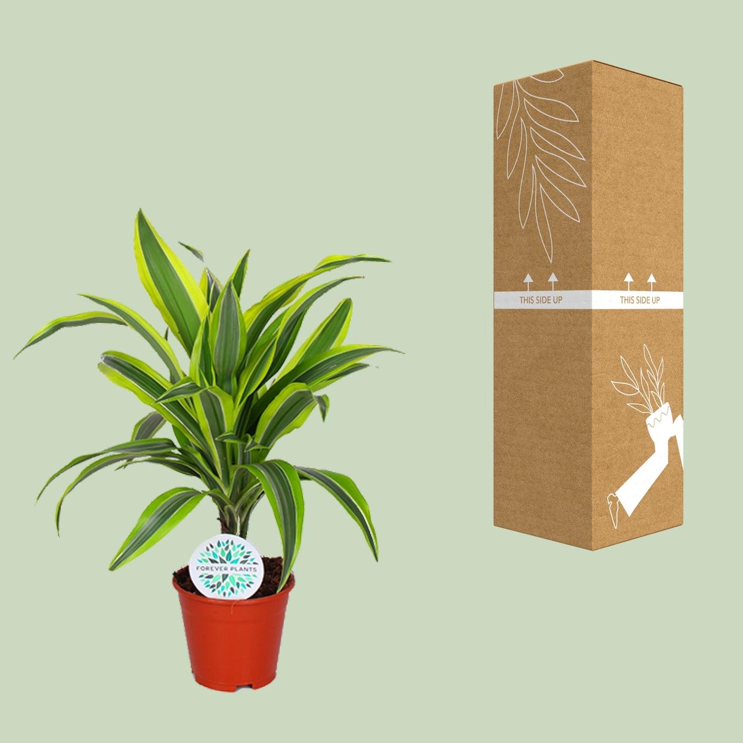 Dracaena Lemon Lime – Pflegeleichte Trendpflanze Ø14cm