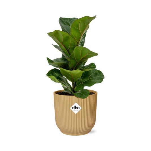 Ficus Lyrata ‘Bambino’ – Pflegeleichte Zimmerpflanze im ELHO Vibes Fold Topf