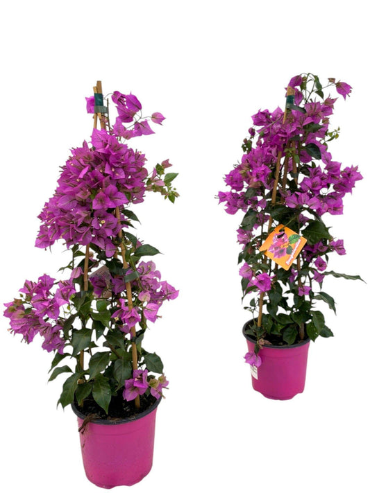 Bougainvillea Sanderiana Piramide – Farbenfrohe Kletterpflanze Ø17cm