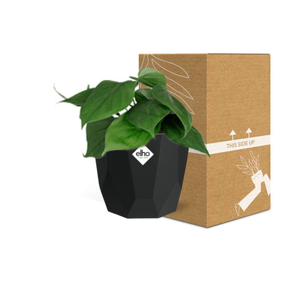 Philodendron Scandens – Pflegeleichte luftreinigende Zimmerpflanze 14cm
