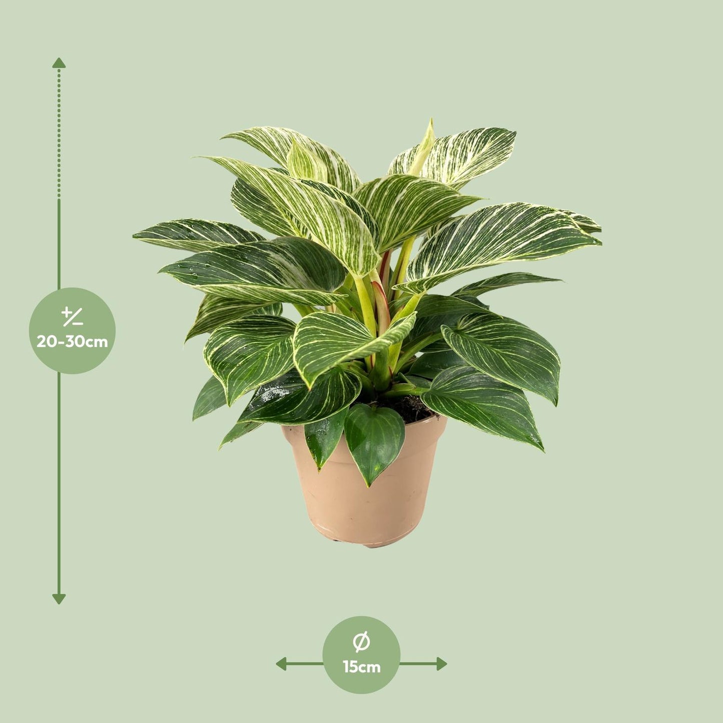 Philodendron Birkin – Trendige, pflegeleichte Zimmerpflanze Ø15cm