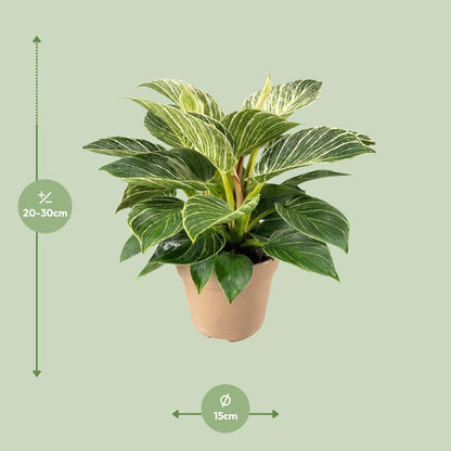 Philodendron Birkin – Trendige, pflegeleichte Zimmerpflanze Ø15cm