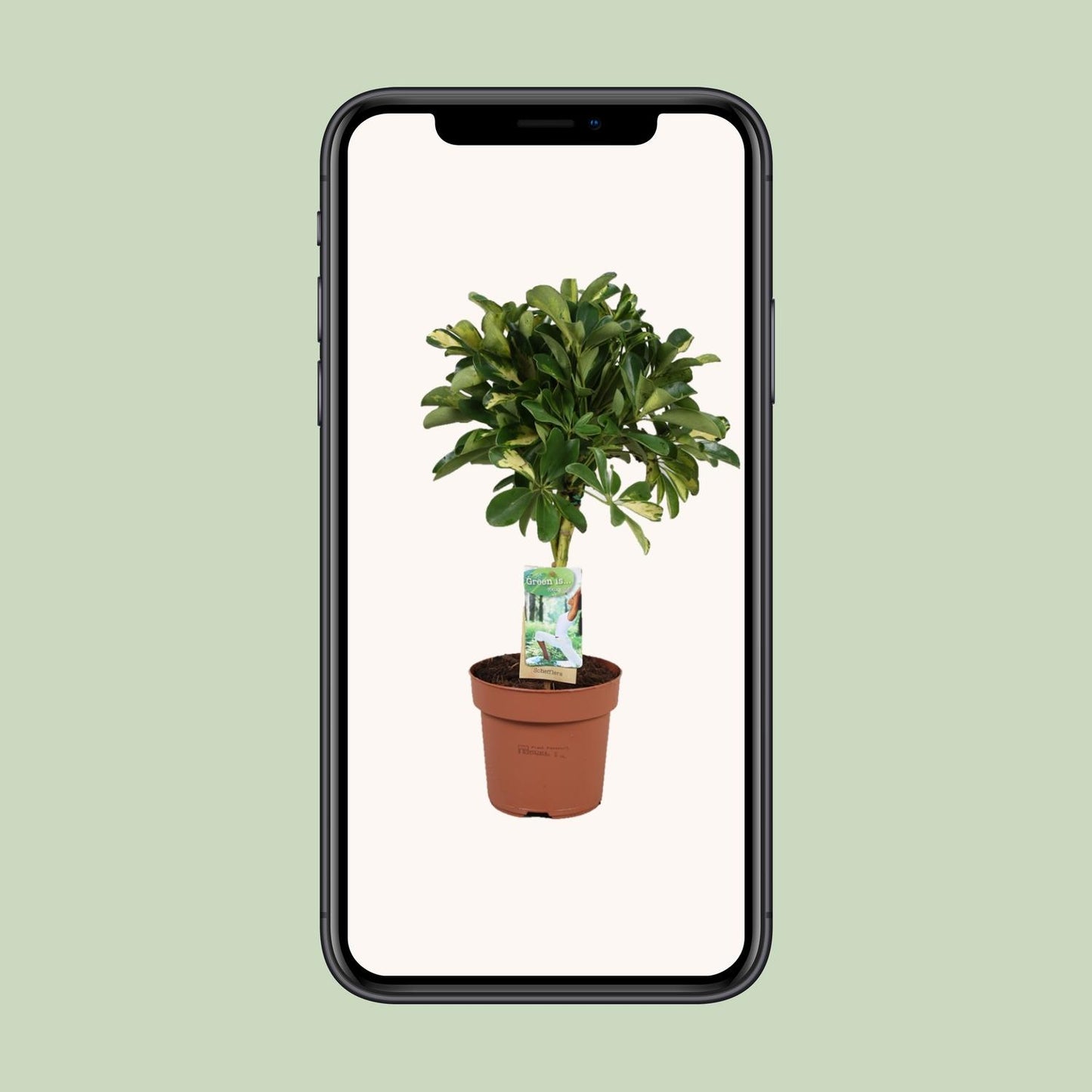 Schefflera Gold Capella – Pflegeleichte Zimmerpflanze Ø17cm
