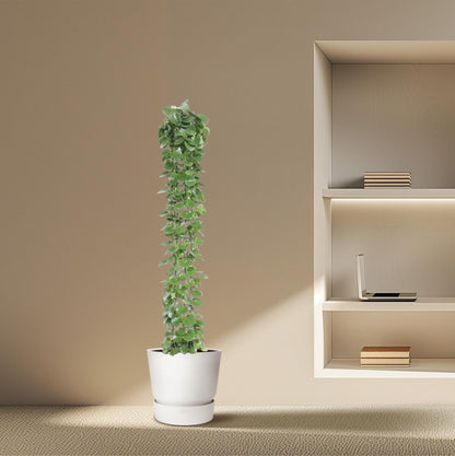 Cissus rotundifolia Gaasrek – Pflegeleichte Kletterpflanze 160 cm