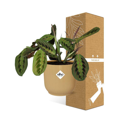 Maranta Leuconeura ‘Fascinator’ Tricolor in ELHO Vibes Fold 14cm Gelb