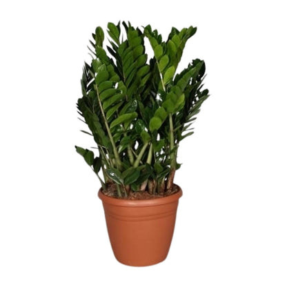 Zamioculcas Zamiifolia – Pflegeleichte Trendpflanze Ø37cm