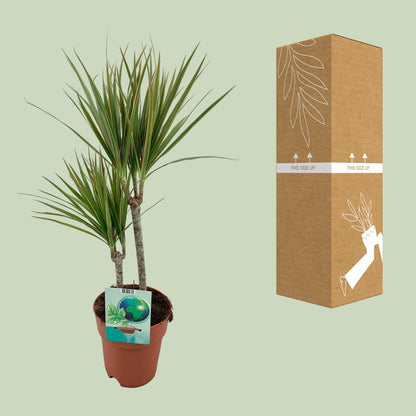 Dracaena Marginata Bicolor – Pflegeleichter Drachenbaum Ø19cm