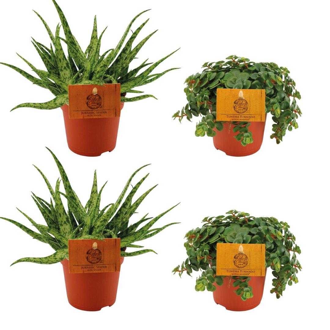 4er Set Aloe Spider & Sedum Tornado – Pflegeleichte Sukkulenten Ø10,5cm