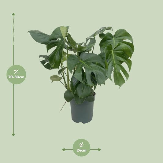 Monstera Deliciosa – 80 cm – Pflegeleichte Zimmerpflanze