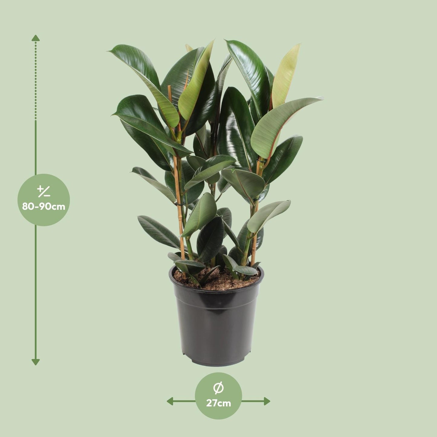 Ficus Elastica Robusta – Pflegeleichter Gummibaum Ø27cm
