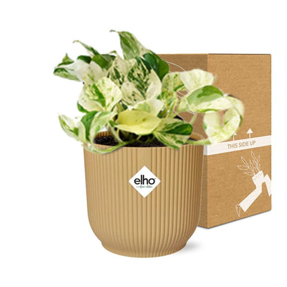 Epipremnum Pinnatum Happy Leaf – pflegeleichte Zimmerpflanze 14cm