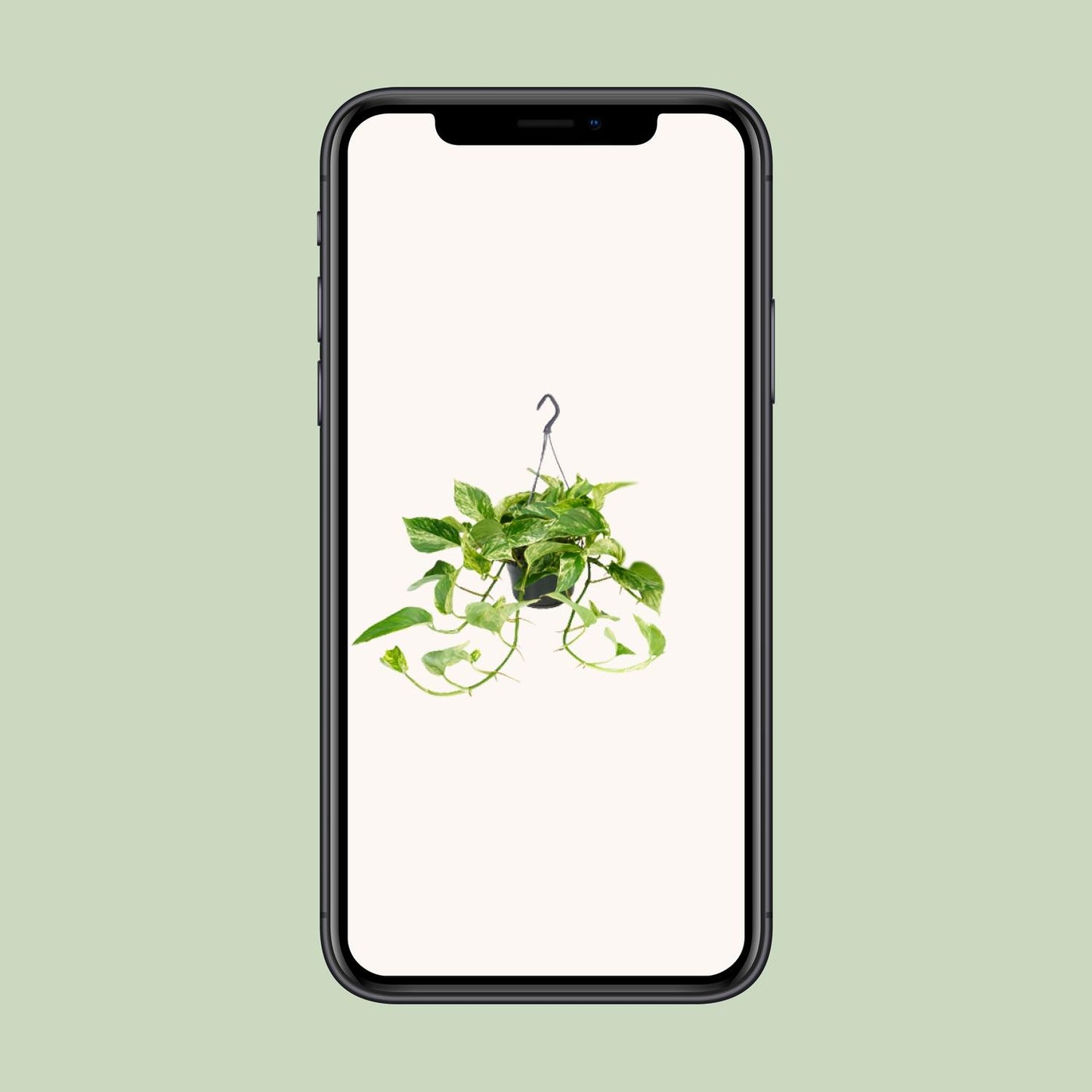 Efeutute Marble Queen – Elegante marmorierte Zimmerpflanze