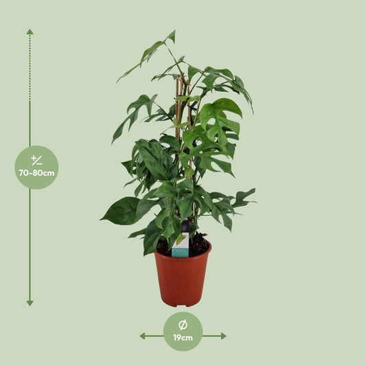 Philodendron Minima Pyramide – Pflegeleichte Zimmerpflanze Ø19 cm