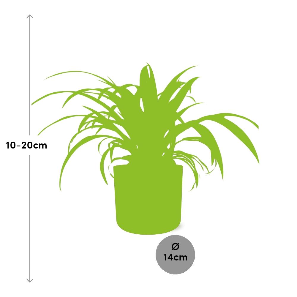 Chlorophytum Comosum Variegatum in ELHO b.for soft rond 14cm brique