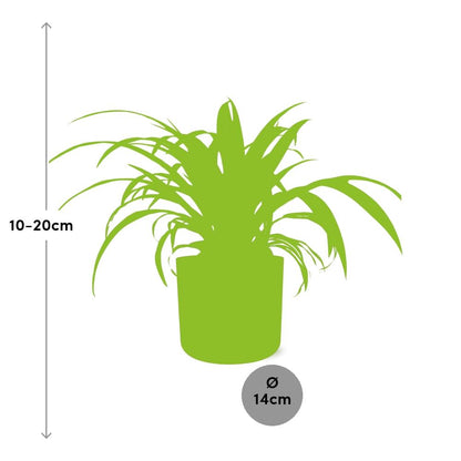 Chlorophytum Comosum Variegatum in ELHO b.for soft rond 14cm brique