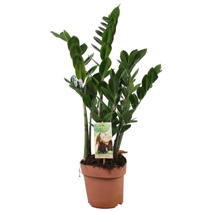 Zamioculcas (ZZ-Pflanze) – Pflegeleichte Zimmerpflanze Ø17 cm