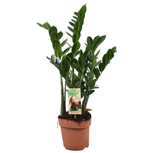 Zamioculcas (ZZ-Pflanze) – Pflegeleichte Zimmerpflanze Ø17 cm